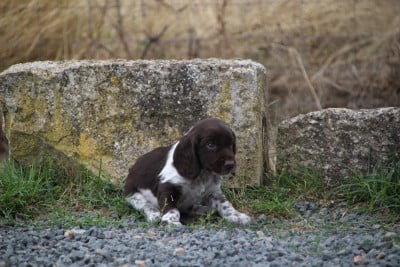 Les chiots de Chien d'Oysel allemand
