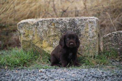 Les chiots de Chien d'Oysel allemand