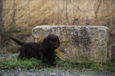 Les chiots de Chien d'Oysel allemand