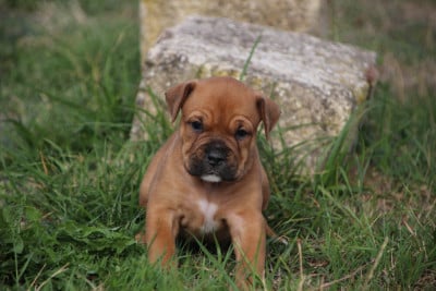 Bulldog continental