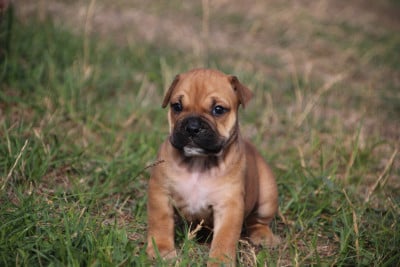 Femelle 2 - Bulldog continental