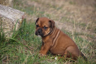 Femelle 3 - Bulldog continental