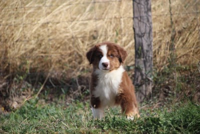 Les chiots de Berger Américain Miniature 