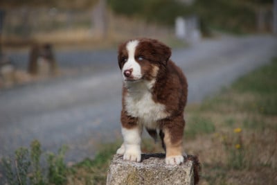 Les chiots de Berger Américain Miniature 
