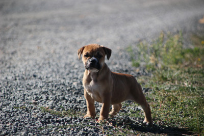 Les chiots de Bulldog continental