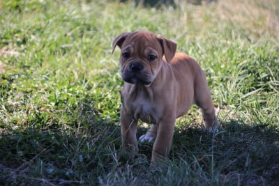 Les chiots de Bulldog continental