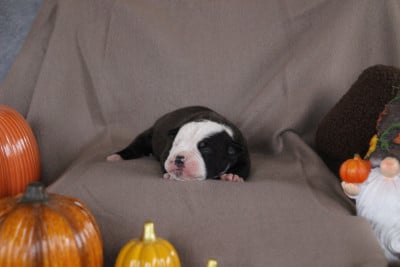 Mâle 1 - Bulldog continental