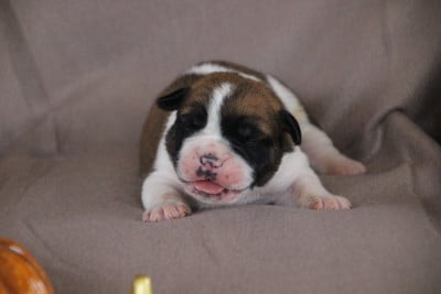 Mâle 2 - Bulldog continental