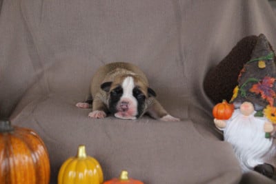 Mâle 3 - Bulldog continental