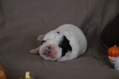 Femelle 1 - Bulldog continental