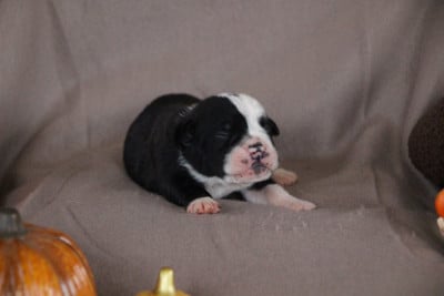 Femelle 2 - Bulldog continental