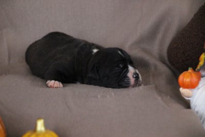 Femelle 3 - Bulldog continental