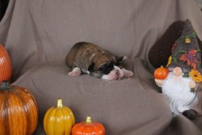 Femelle 4 - Bulldog continental