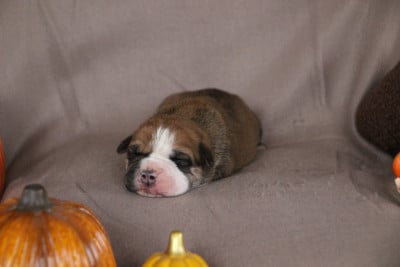 Bulldog continental