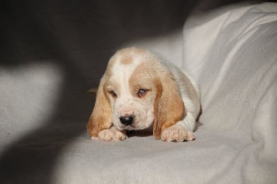 Les chiots de Basset Hound