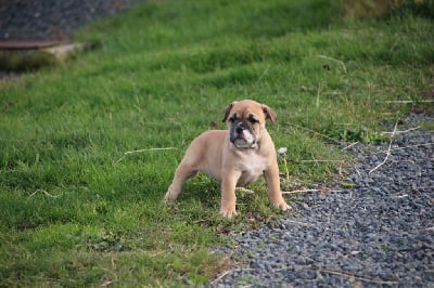 Les chiots de Bulldog continental