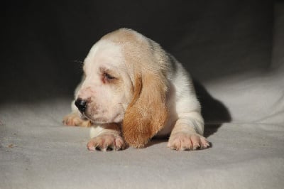 Les chiots de Basset Hound
