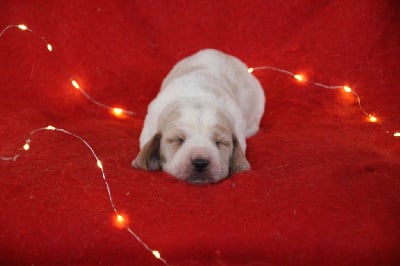 Les chiots de Basset Hound