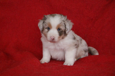 Les chiots de Berger Américain Miniature