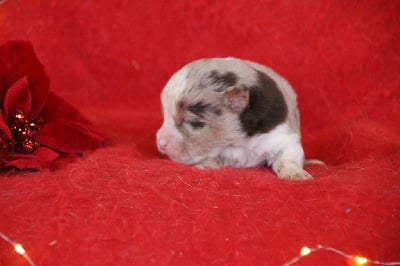 Mâle 3 - Berger Américain Miniature 