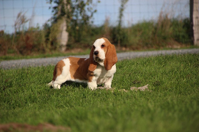 Les chiots de Basset Hound
