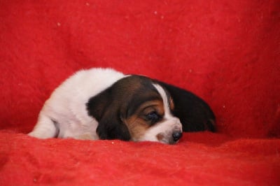 Les chiots de Basset Hound