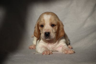 Les chiots de Basset Hound
