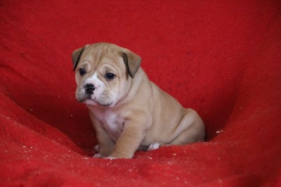 Les chiots de Bulldog continental