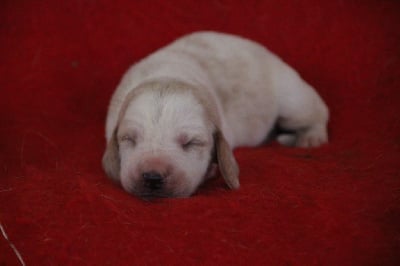 Les chiots de Basset Hound