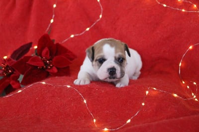 Les chiots de Bulldog continental