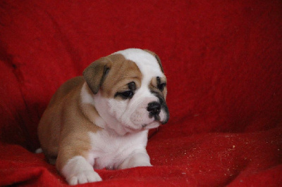 Les chiots de Bulldog continental