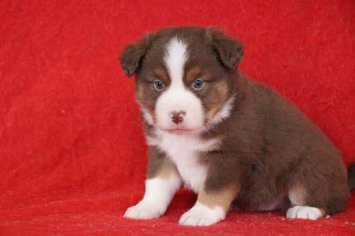 Les chiots de Berger Américain Miniature 