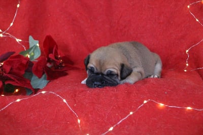 Les chiots de Bulldog continental