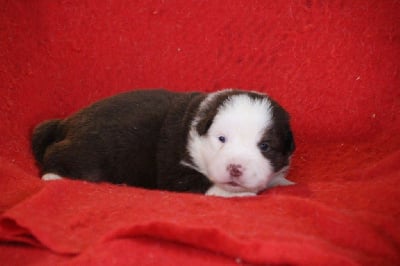 Les chiots de Berger Américain Miniature 