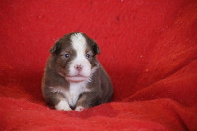 Les chiots de Berger Américain Miniature 
