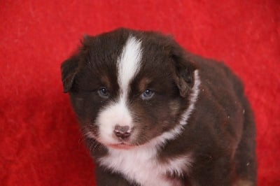Les chiots de Berger Américain Miniature