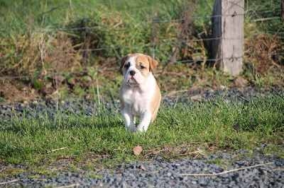 Les chiots de Bulldog continental