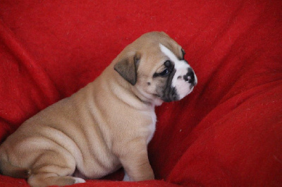 Les chiots de Bulldog continental