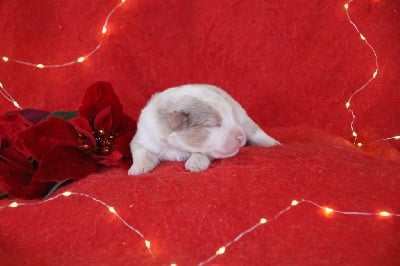 Mâle 2 - Berger Américain Miniature 