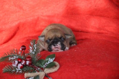 Les chiots de Bulldog continental