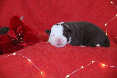 Femelle 1 - Berger Américain Miniature 