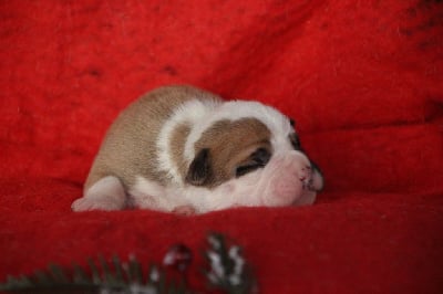 Les chiots de Bulldog continental