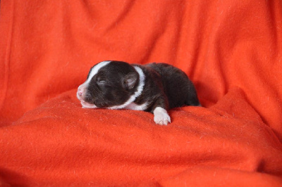 Les chiots de Berger Américain Miniature