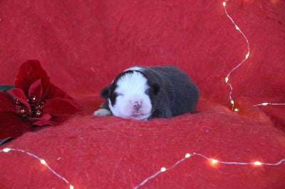 Berger Américain Miniature 