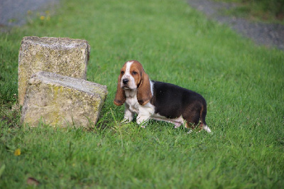 Les chiots de Basset Hound