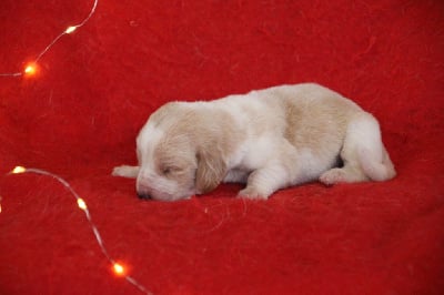 Les chiots de Basset Hound
