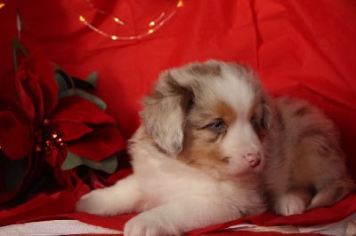 Les chiots de Berger Américain Miniature