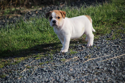 Les chiots de Bulldog continental