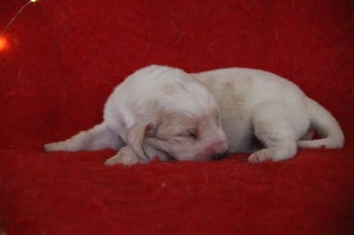 Les chiots de Basset Hound