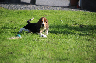 Les chiots de Basset Hound